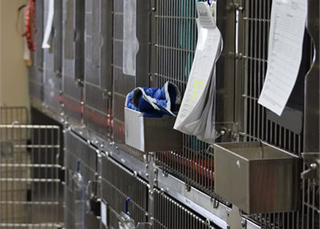 Waterville Veterinary Clinic Kennel