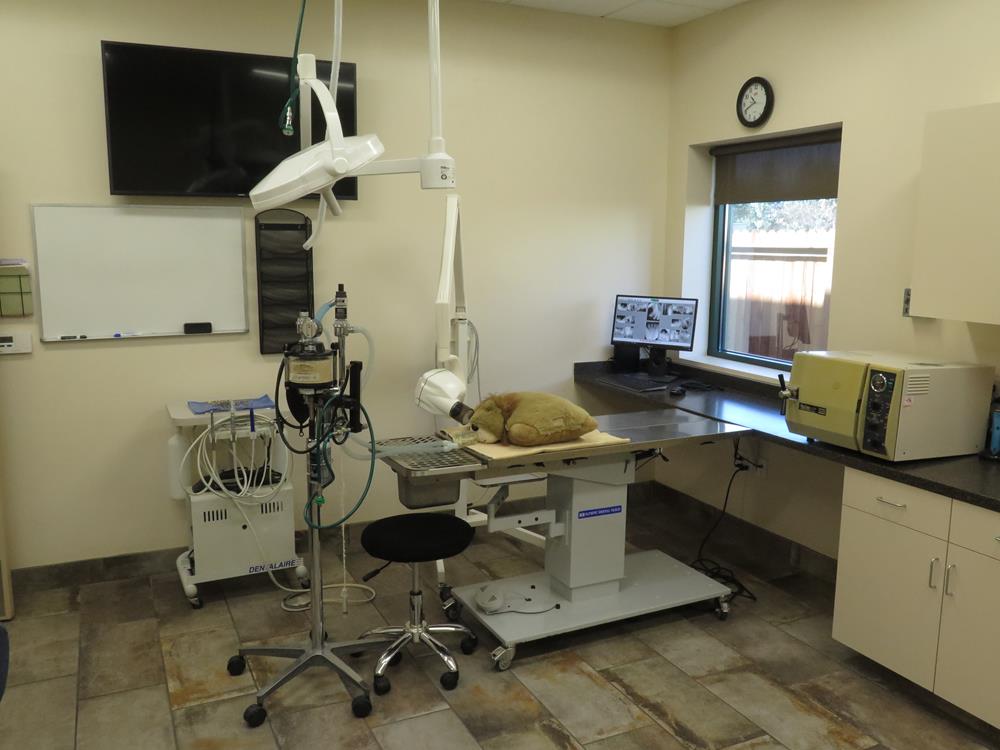 A surgery room with a plushie on the examination table to show where the patient will be placed. 