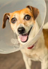 A dog wearing a surgical cone