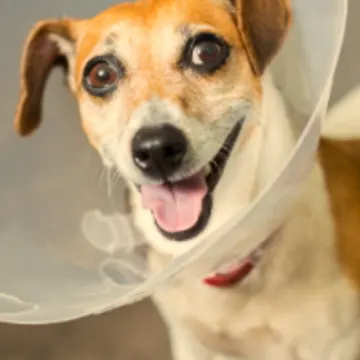 A dog wearing a surgical cone A dog wearing a surgical cone