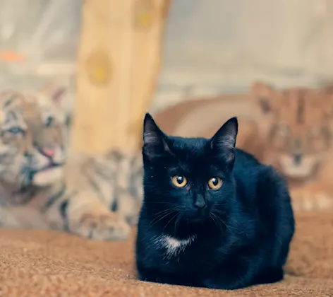 Black Cat sitting Black Cat sitting