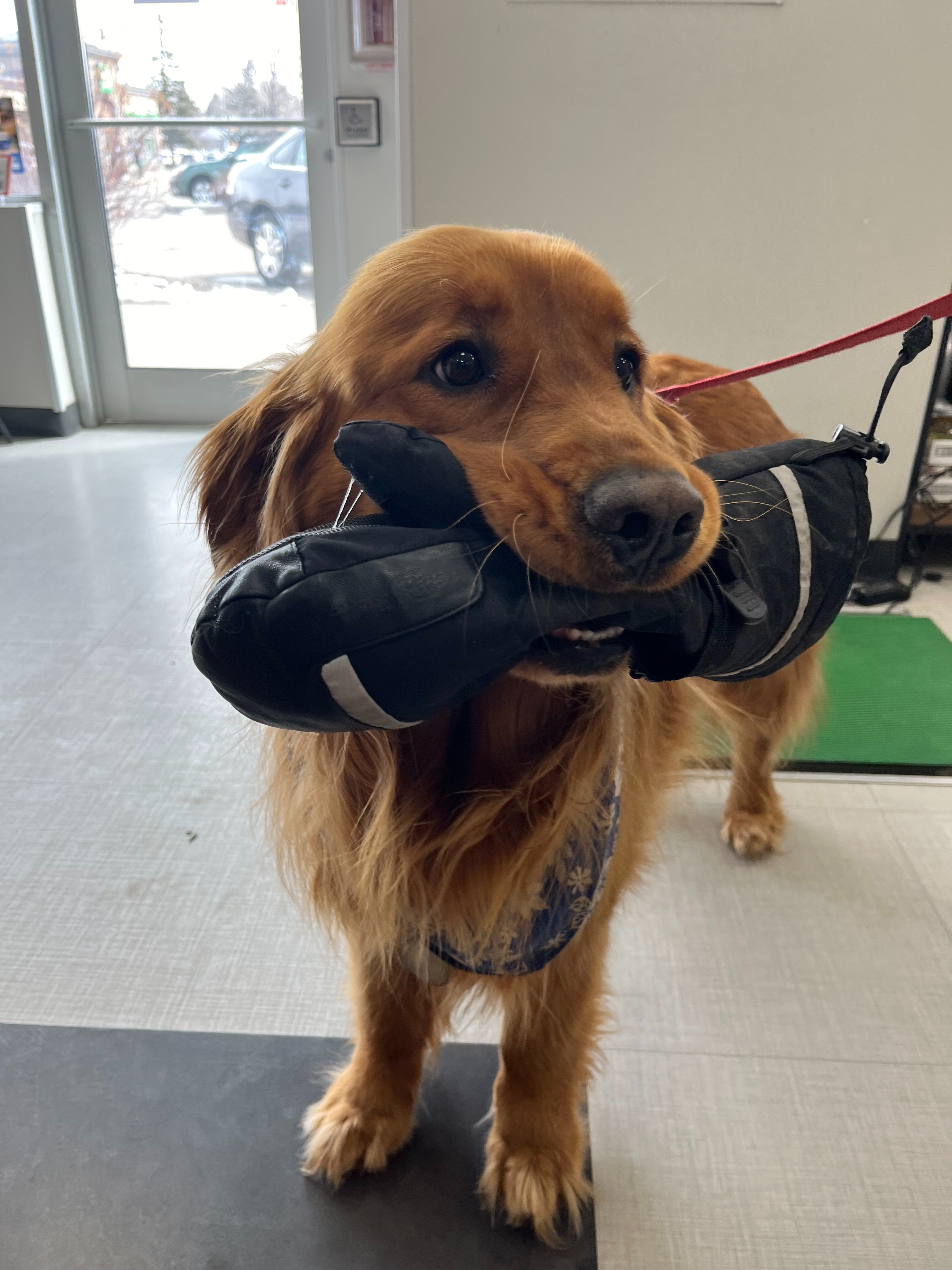 A brown golden is biting his toy