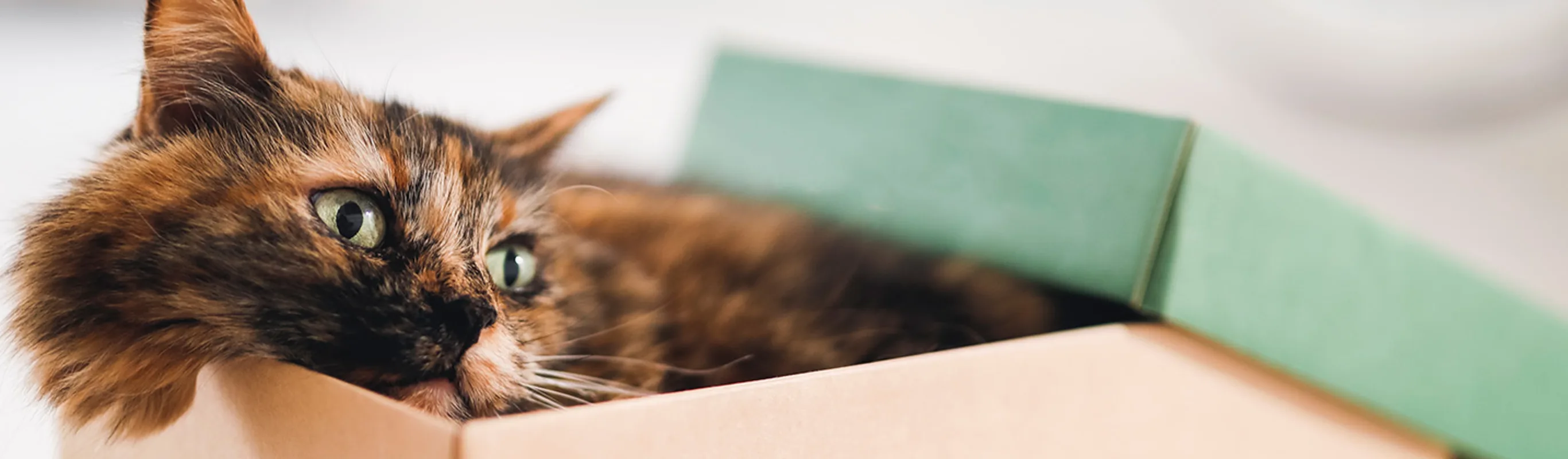 Black and orange cat in a box with the lid half off