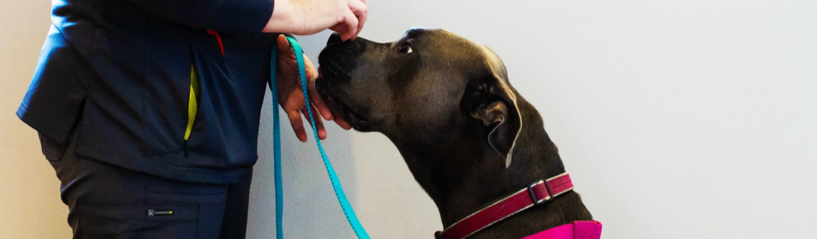 Poulsbo Marina Veterinary Clinic.  A female nurse calmly weighing a big dog using their scale. Poulsbo Marina Veterinary Clinic.  A female nurse calmly weighing a big dog using their scale.