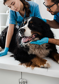 two staff members examining dog