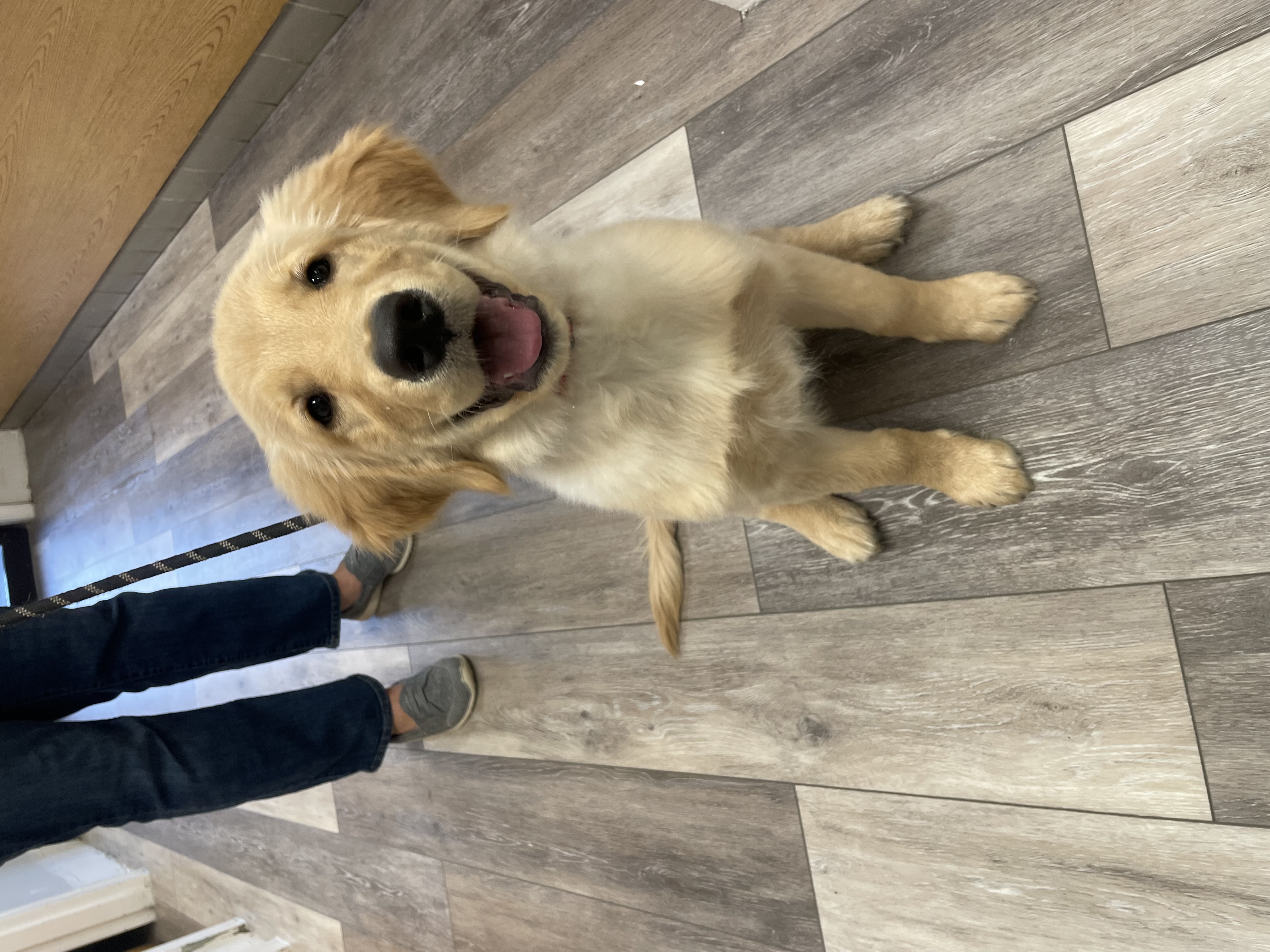 Golden Retriever at Ferry Farm Animal Clinic
