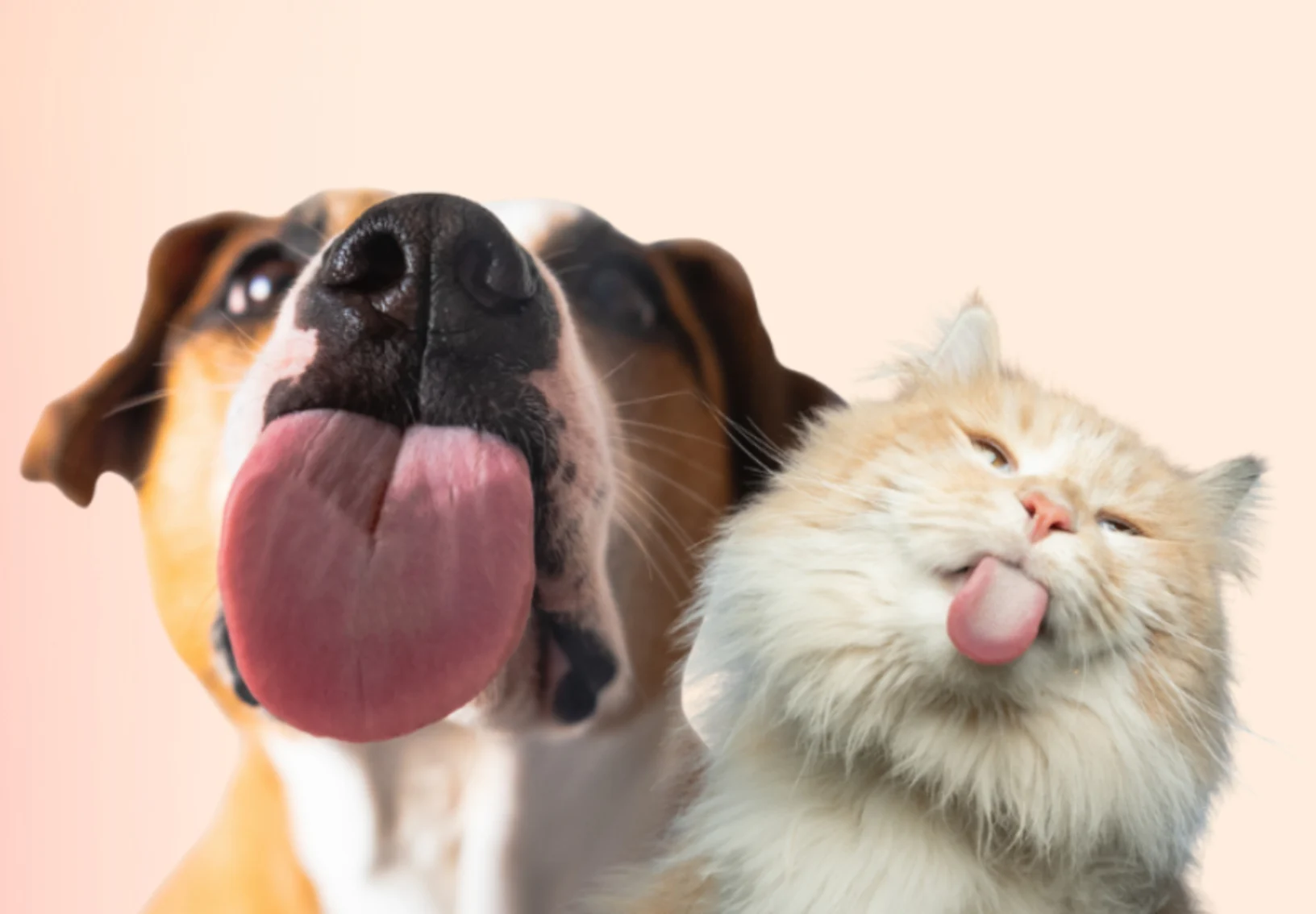 Fresh Kisses Promo (Dog) Fresh Kisses Promo (Dog)