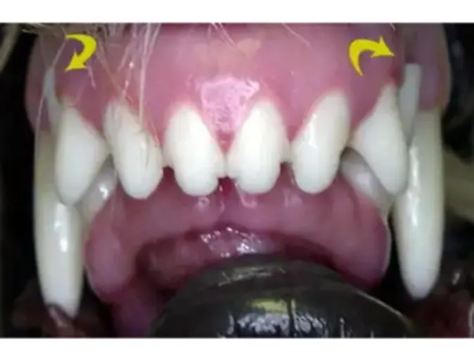 Pet's teeth with inclined plane Pet's teeth with inclined plane