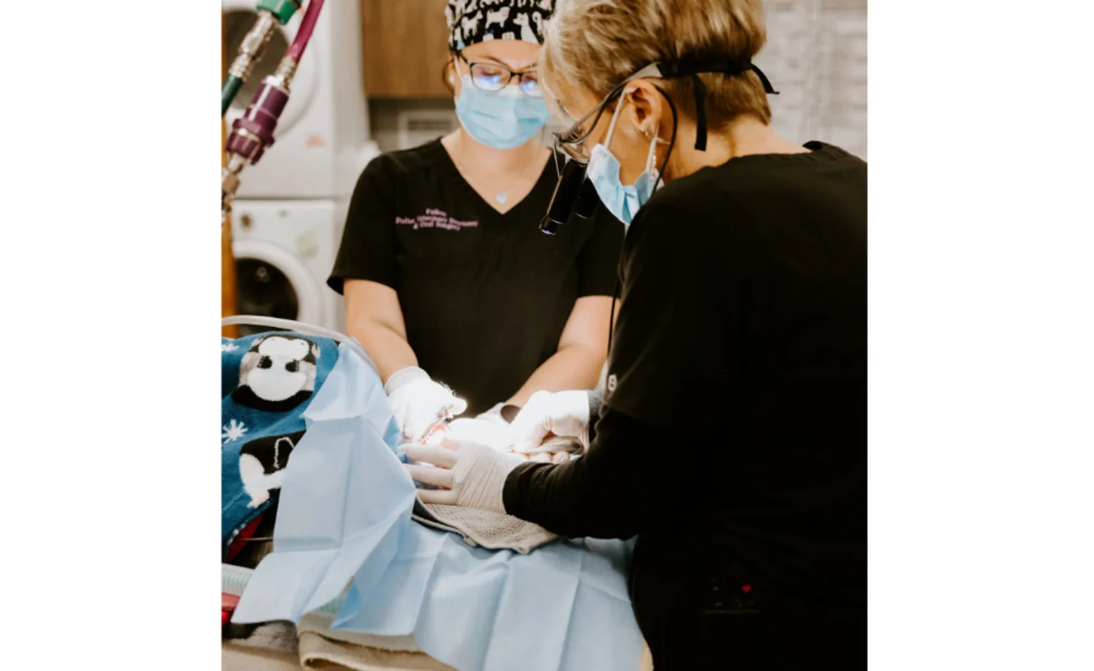 Vet performing oral surgery on a patient. Vet performing oral surgery on a patient.