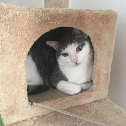 A cat sitting in a cat tower