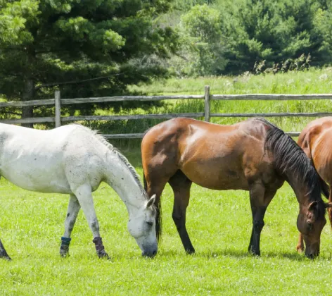 Group of Horses eating grass