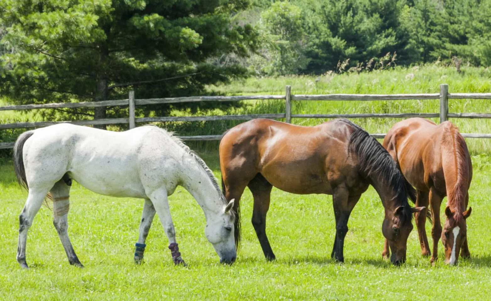Group of Horses eating grass Group of Horses eating grass