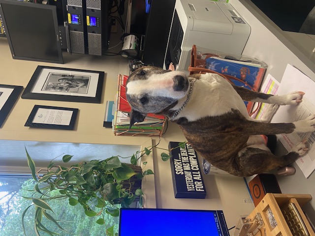 Bull Terrier Sitting on Desk