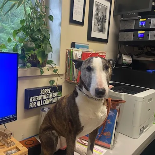 Bull Terrier Sitting on Desk Bull Terrier Sitting on Desk