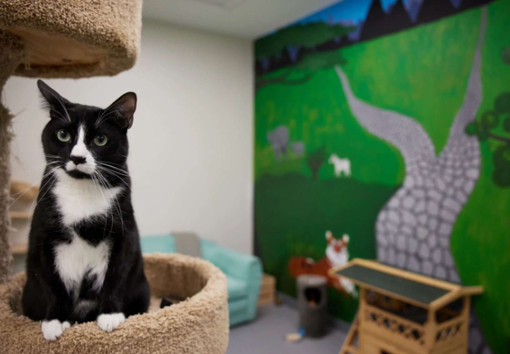 Tuxedo cat in condo looking foward Tuxedo cat in condo looking foward