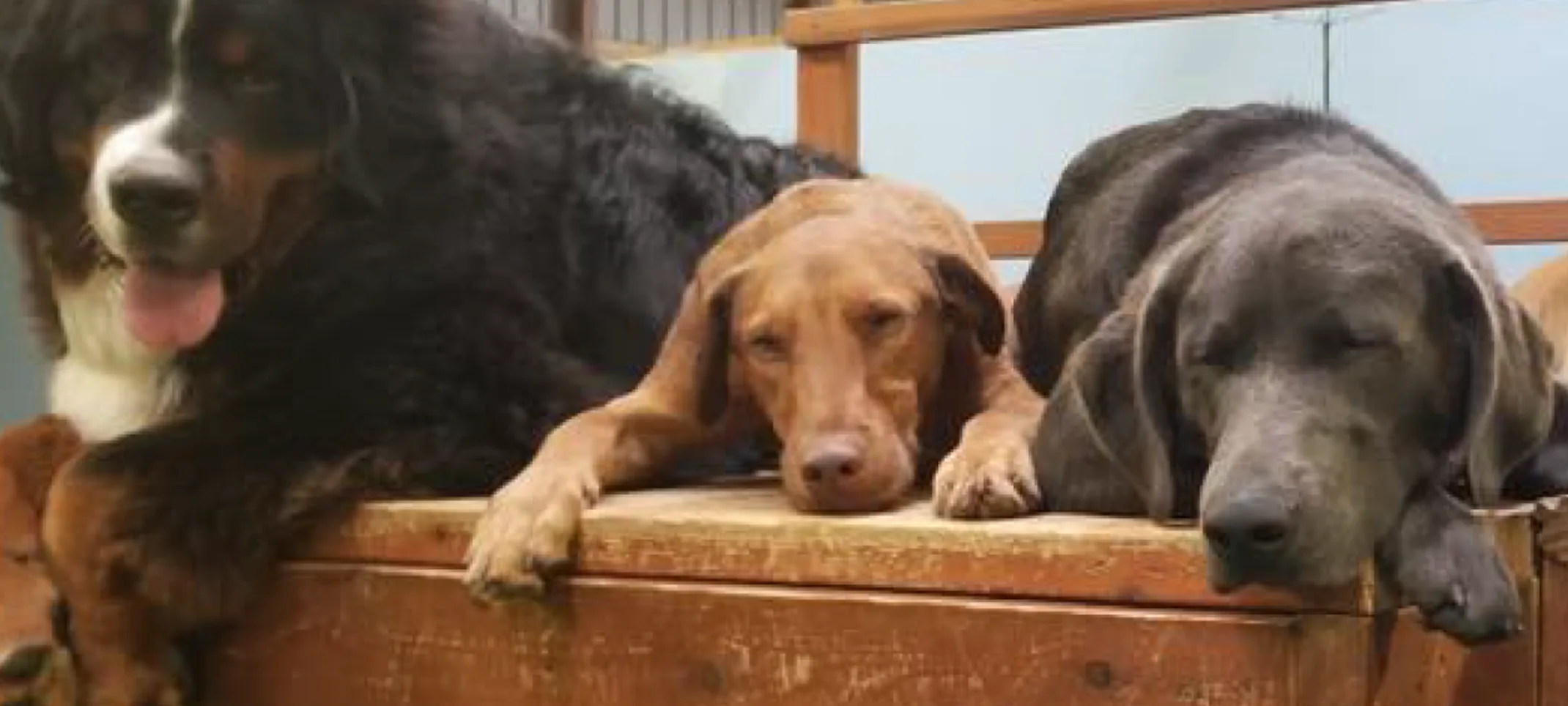 Dogs on Wooden Play Area