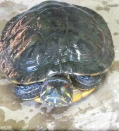 Myrtle the turtle Myrtle the turtle