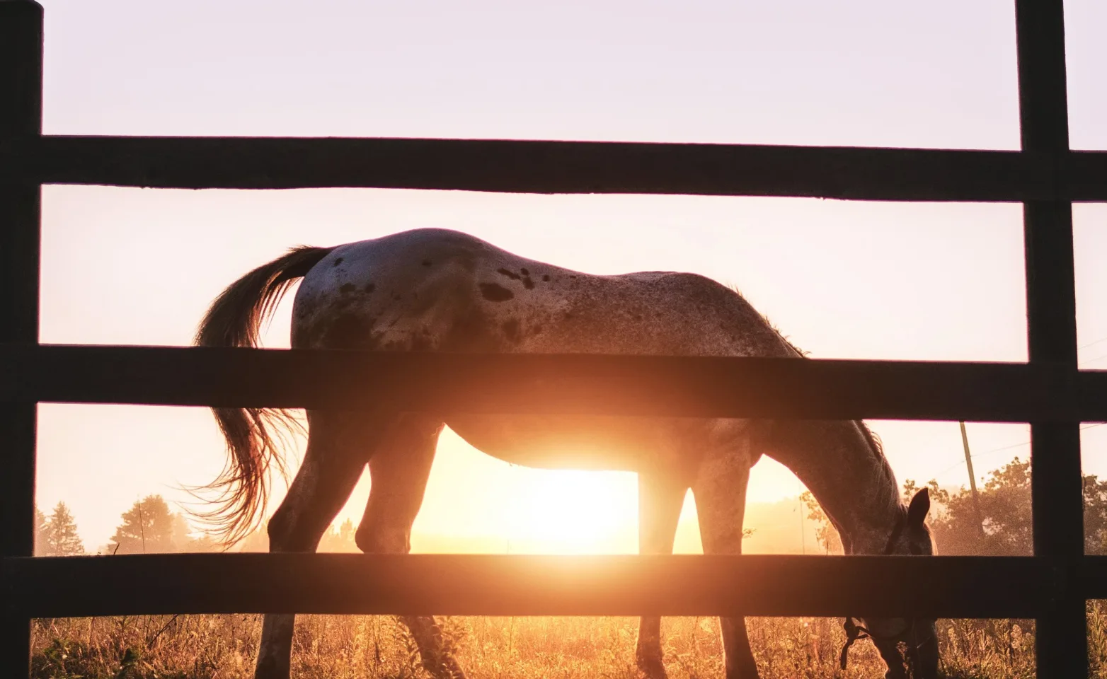 Horse in front of a fence at sunset