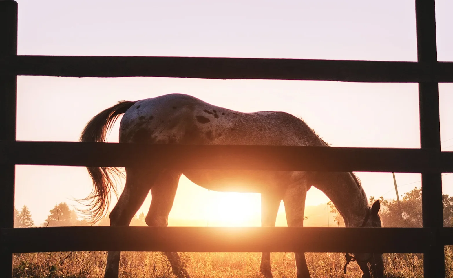 Horse in front of a fence at sunset Horse in front of a fence at sunset
