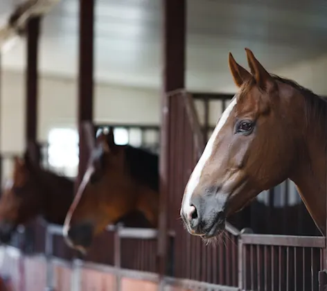 Equine - Horses in a Barn Equine - Horses in a Barn