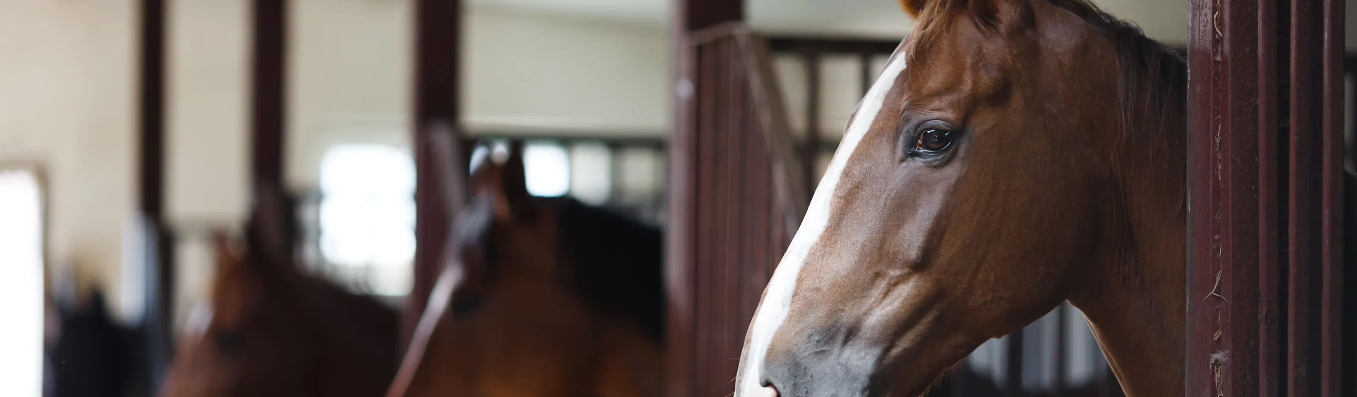 Equine - Horses in a Barn Equine - Horses in a Barn