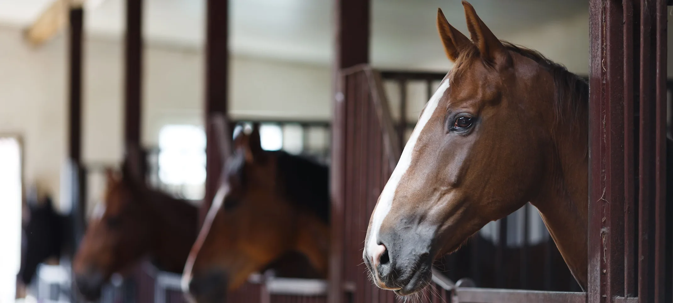 Equine - Horses in a Barn