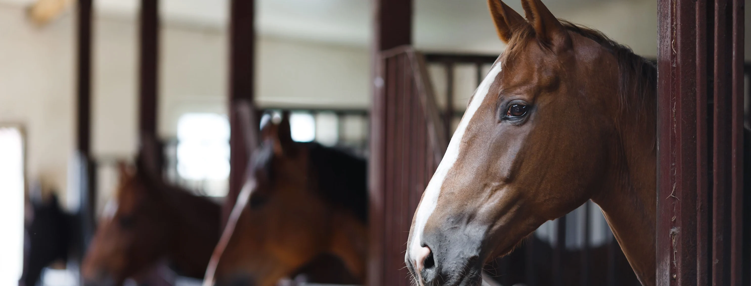 Equine - Horses in a Barn Equine - Horses in a Barn