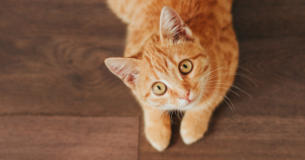 Premier Veterinary Group - Orland Park