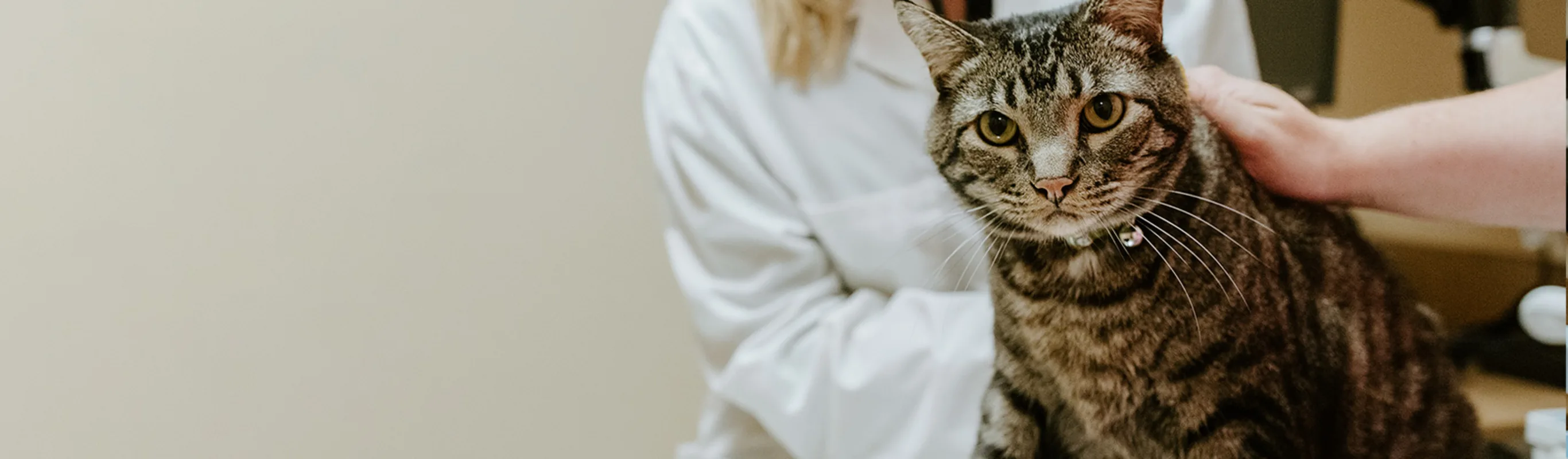 Cat looking at the camera while veterinarian holding the cat on the table in an exam room. Cat looking at the camera while veterinarian holding the cat on the table in an exam room.