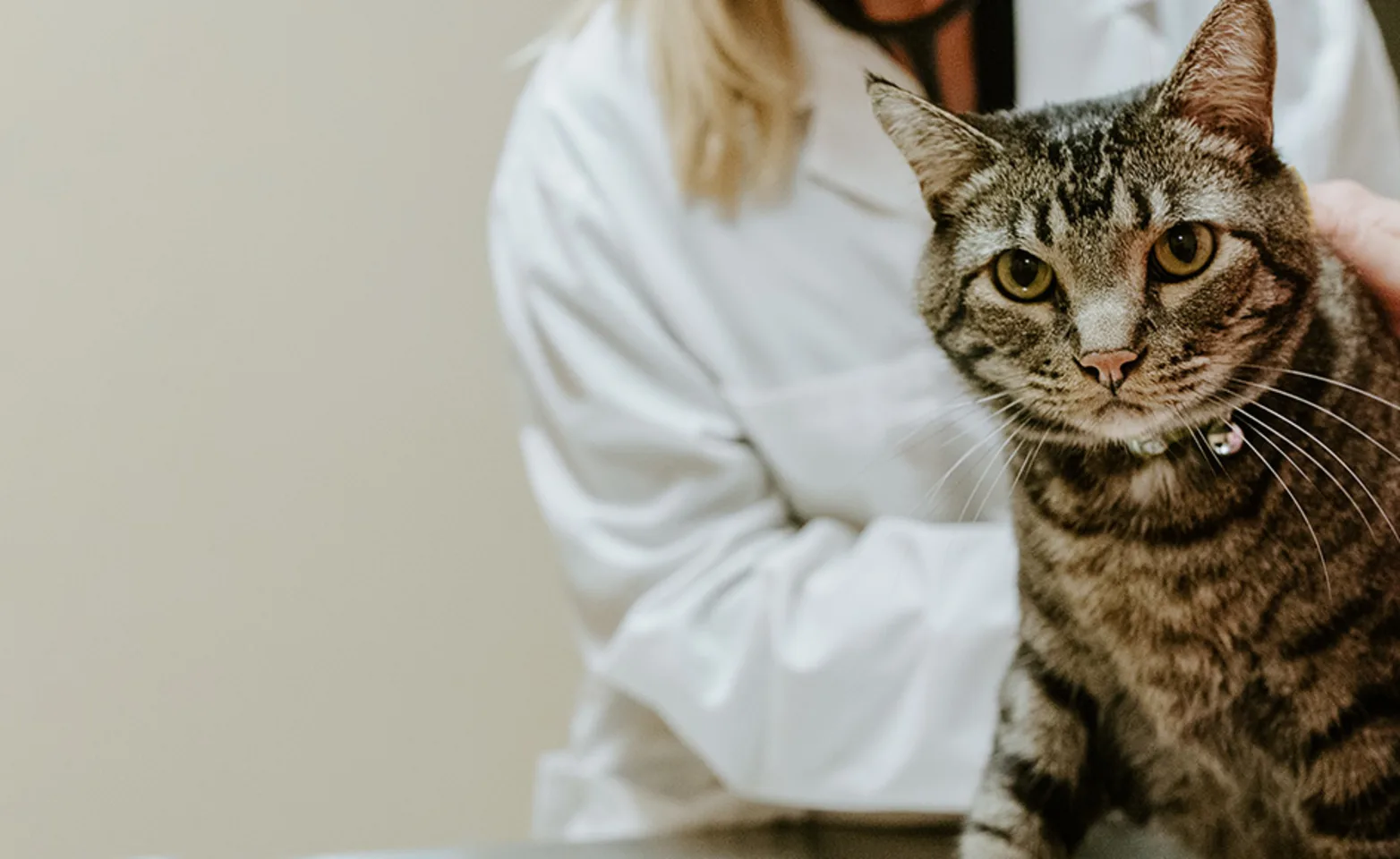 Cat looking at the camera while veterinarian holding the cat on the table in an exam room. Cat looking at the camera while veterinarian holding the cat on the table in an exam room.