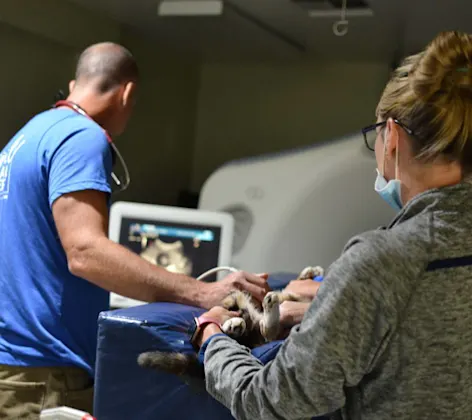 Ultrasound at Animal Medical Center of Hattiesburg. Ultrasound at Animal Medical Center of Hattiesburg.