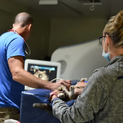 Ultrasound at Animal Medical Center of Hattiesburg.