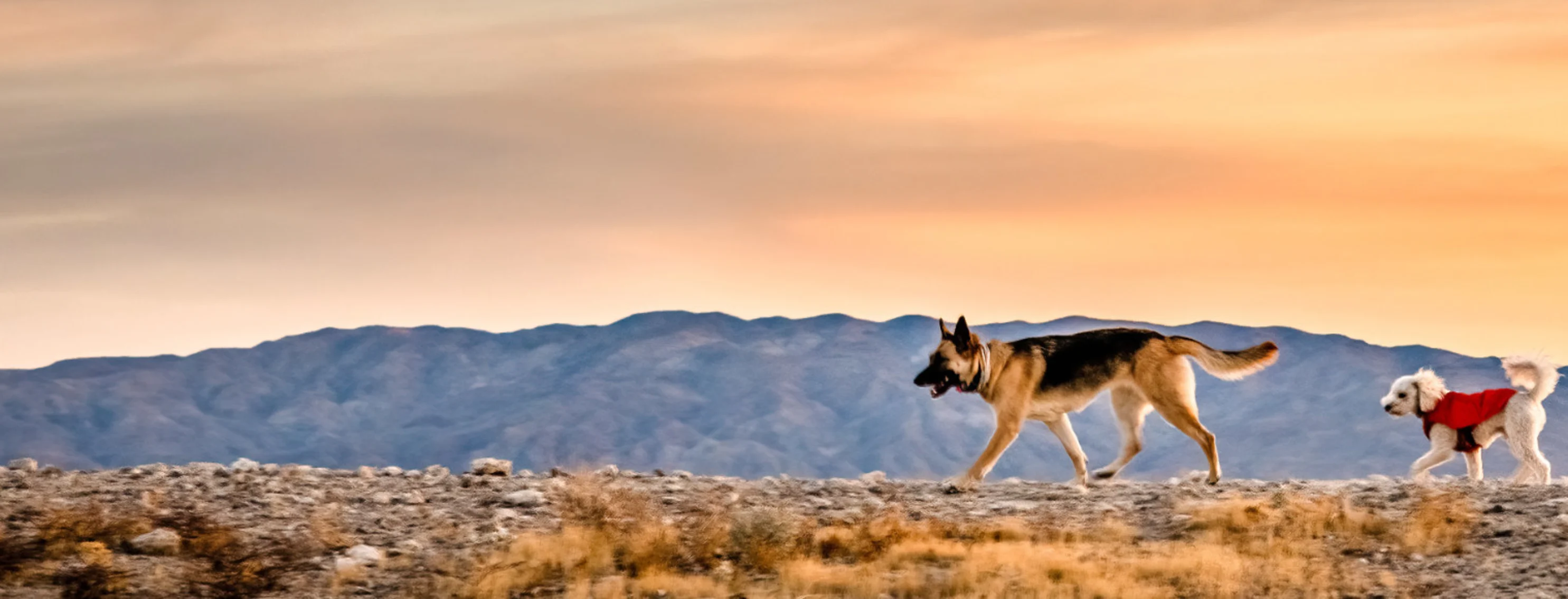 Two Dogs Walking in the Desert