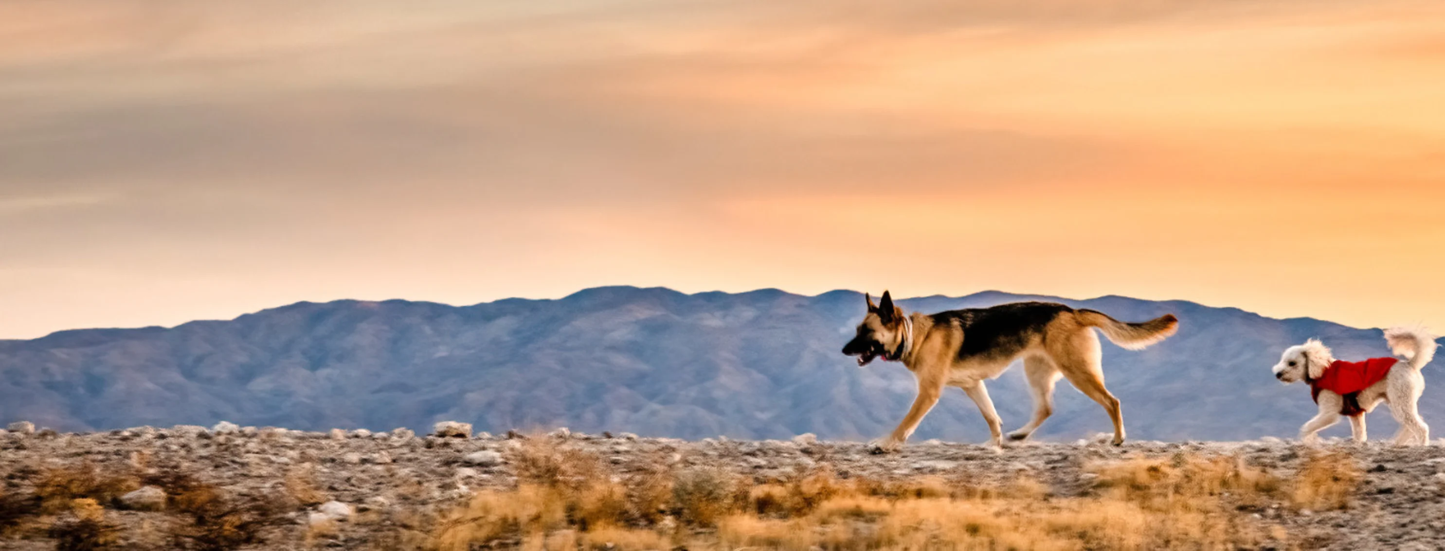 Two Dogs Walking in the Desert Two Dogs Walking in the Desert