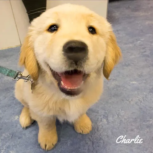 Golden Retriever named Charlie Golden Retriever named Charlie