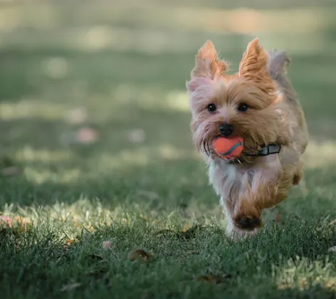 Yorkie running with ball Yorkie running with ball