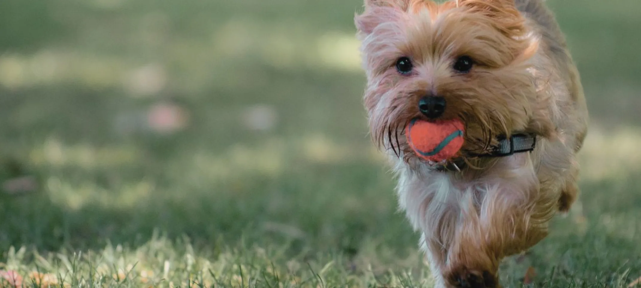 Yorkie running with ball Yorkie running with ball