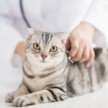 Cat being examined by veterinary staff