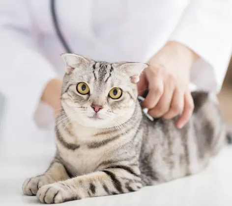 Cat being examined by veterinary staff Cat being examined by veterinary staff