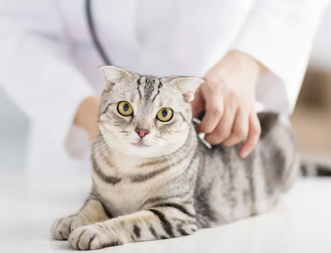Cat being examined by veterinary staff Cat being examined by veterinary staff