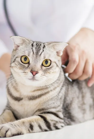 Cat being examined by veterinary staff Cat being examined by veterinary staff