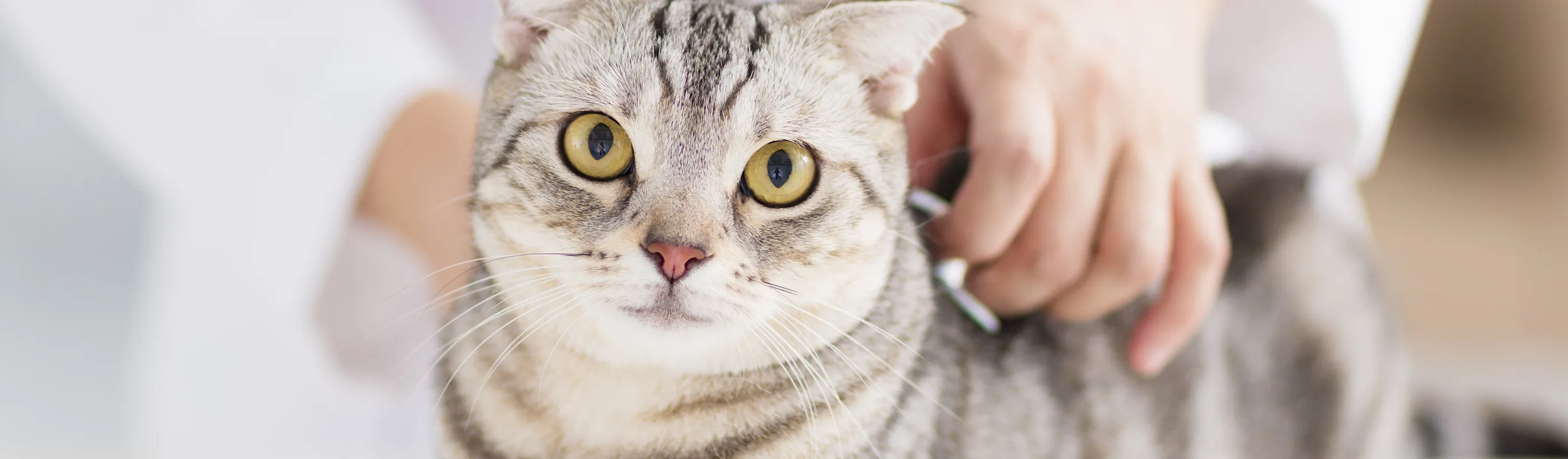 Cat being examined by veterinary staff Cat being examined by veterinary staff