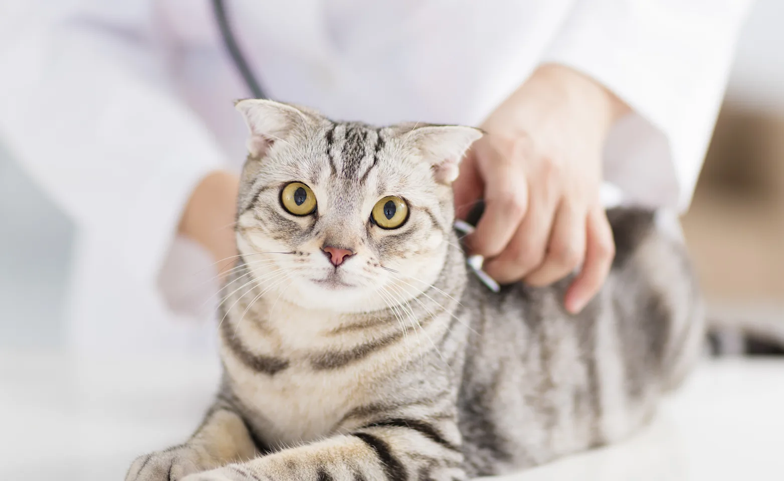 Cat being examined by veterinary staff Cat being examined by veterinary staff