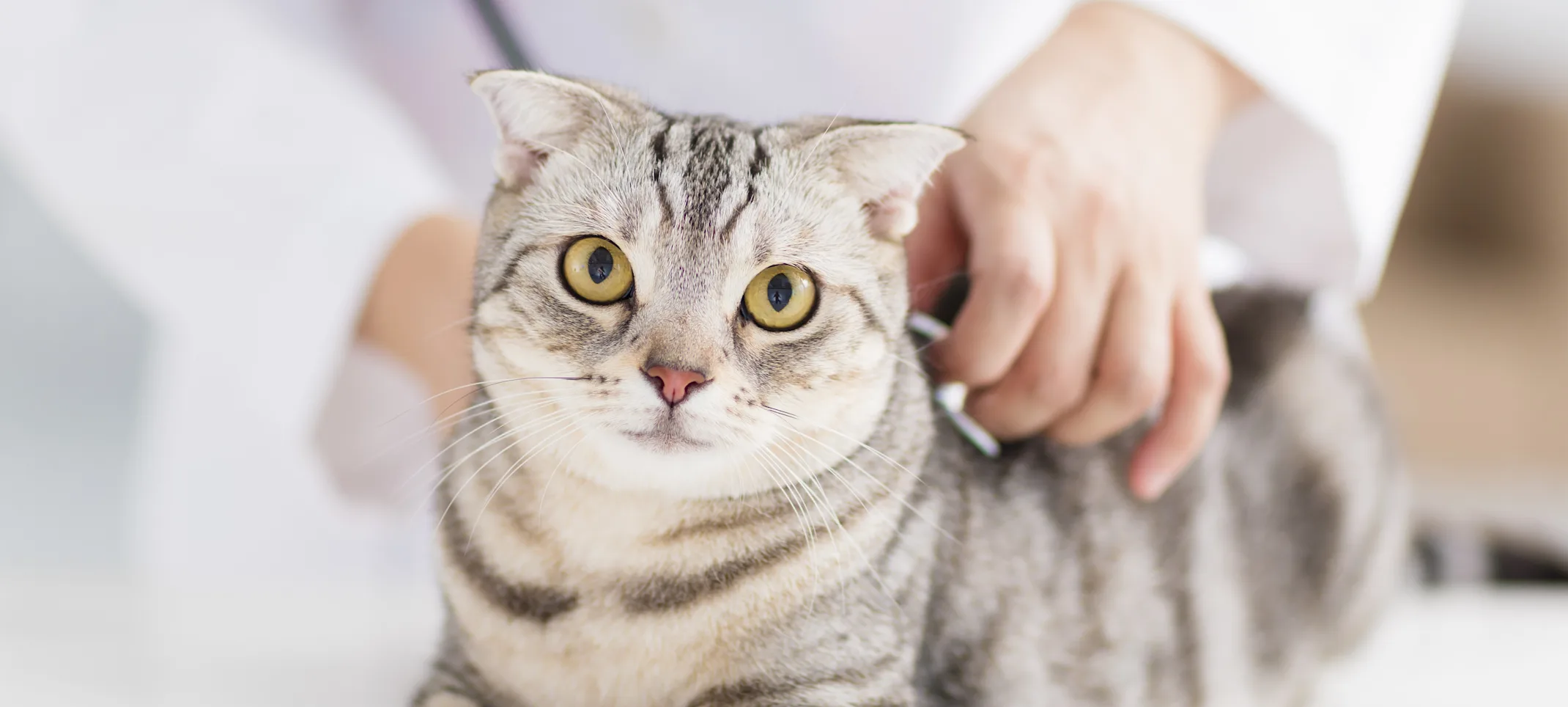 Cat being examined by veterinary staff Cat being examined by veterinary staff