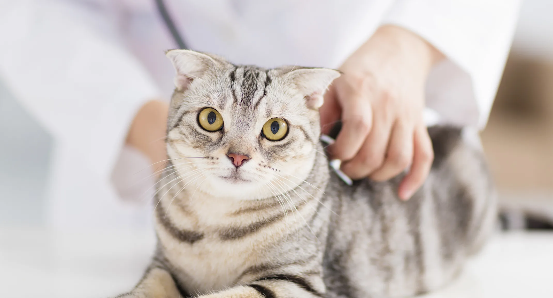 Cat being examined by veterinary staff Cat being examined by veterinary staff