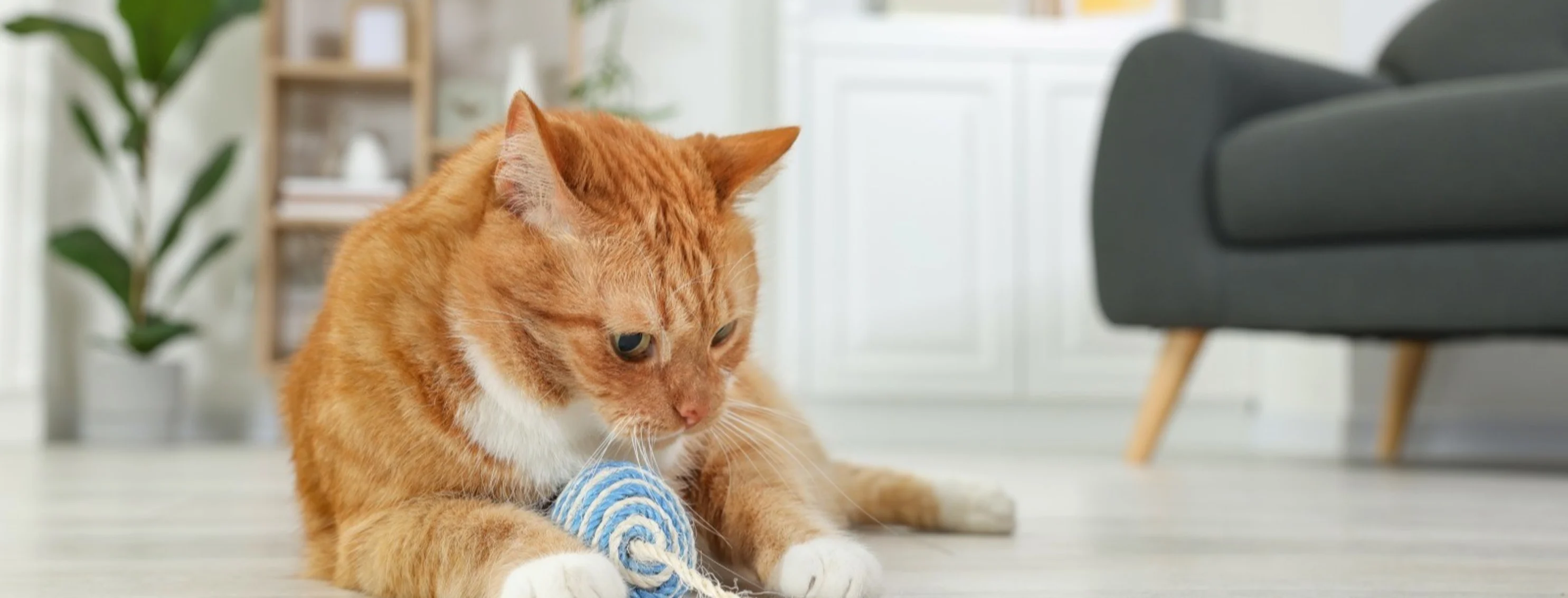 Orange Cat with rat rope toy Orange Cat with rat rope toy