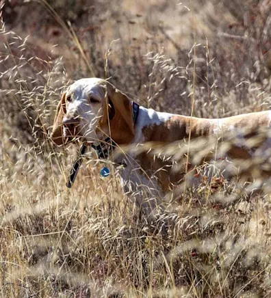 Brown and white dog standing in a field Brown and white dog standing in a field