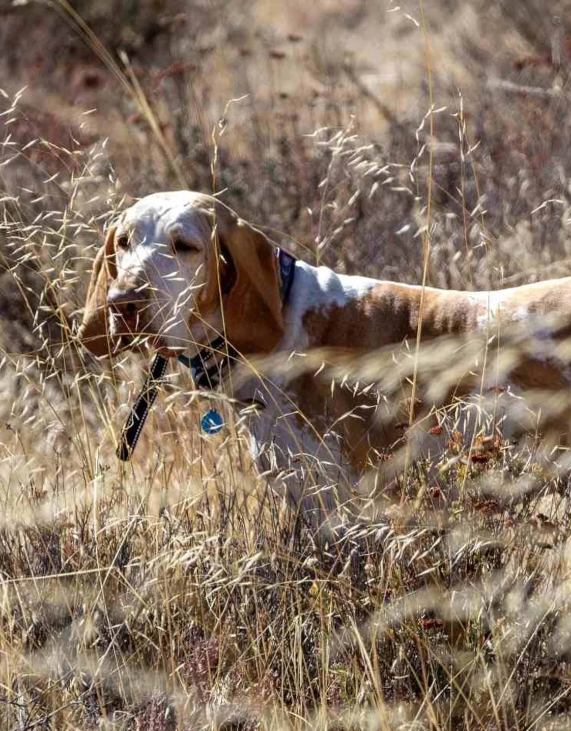 Brown and white dog standing in a field Brown and white dog standing in a field