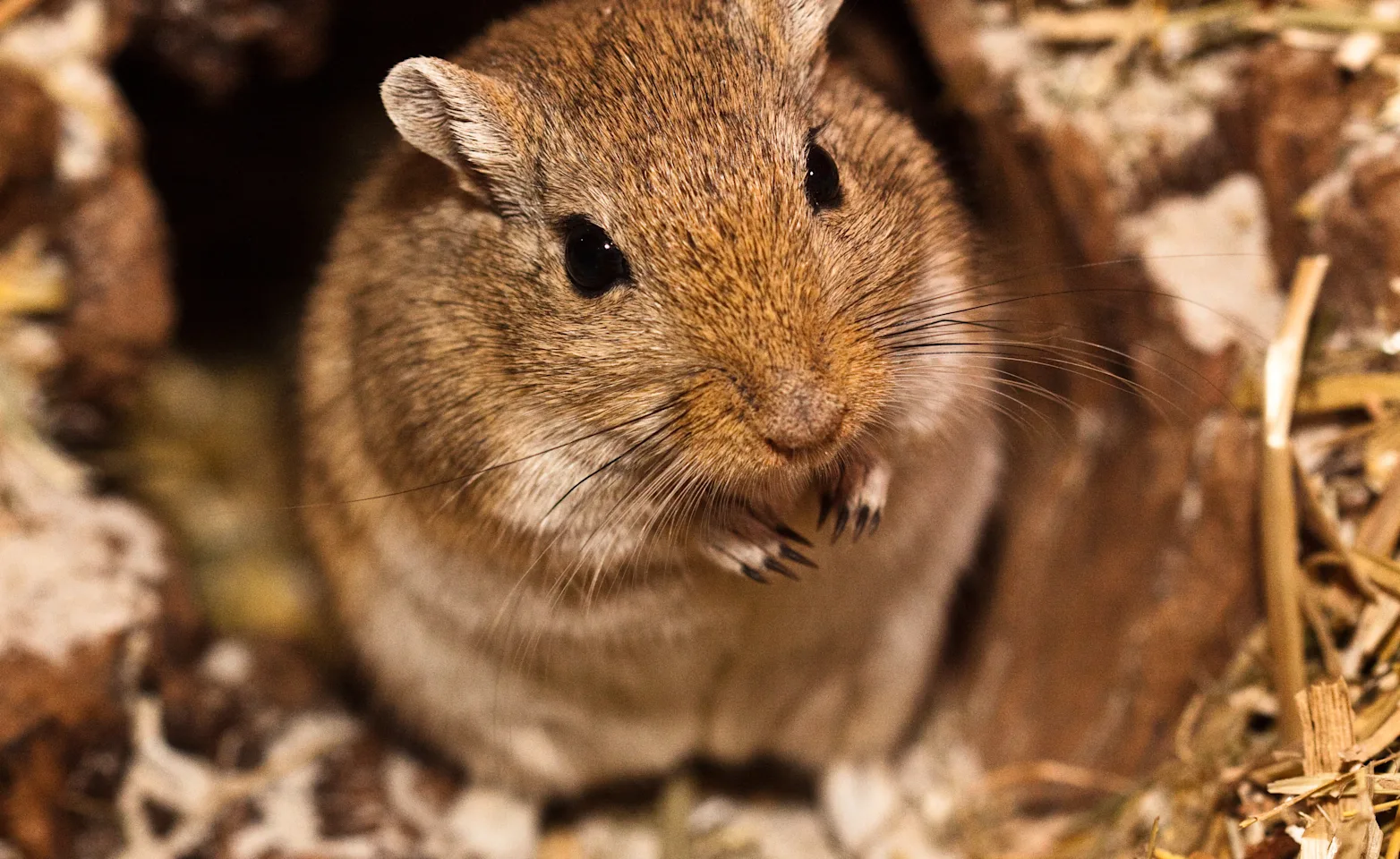 Brown gerbil in a dirt hole. Brown gerbil in a dirt hole.