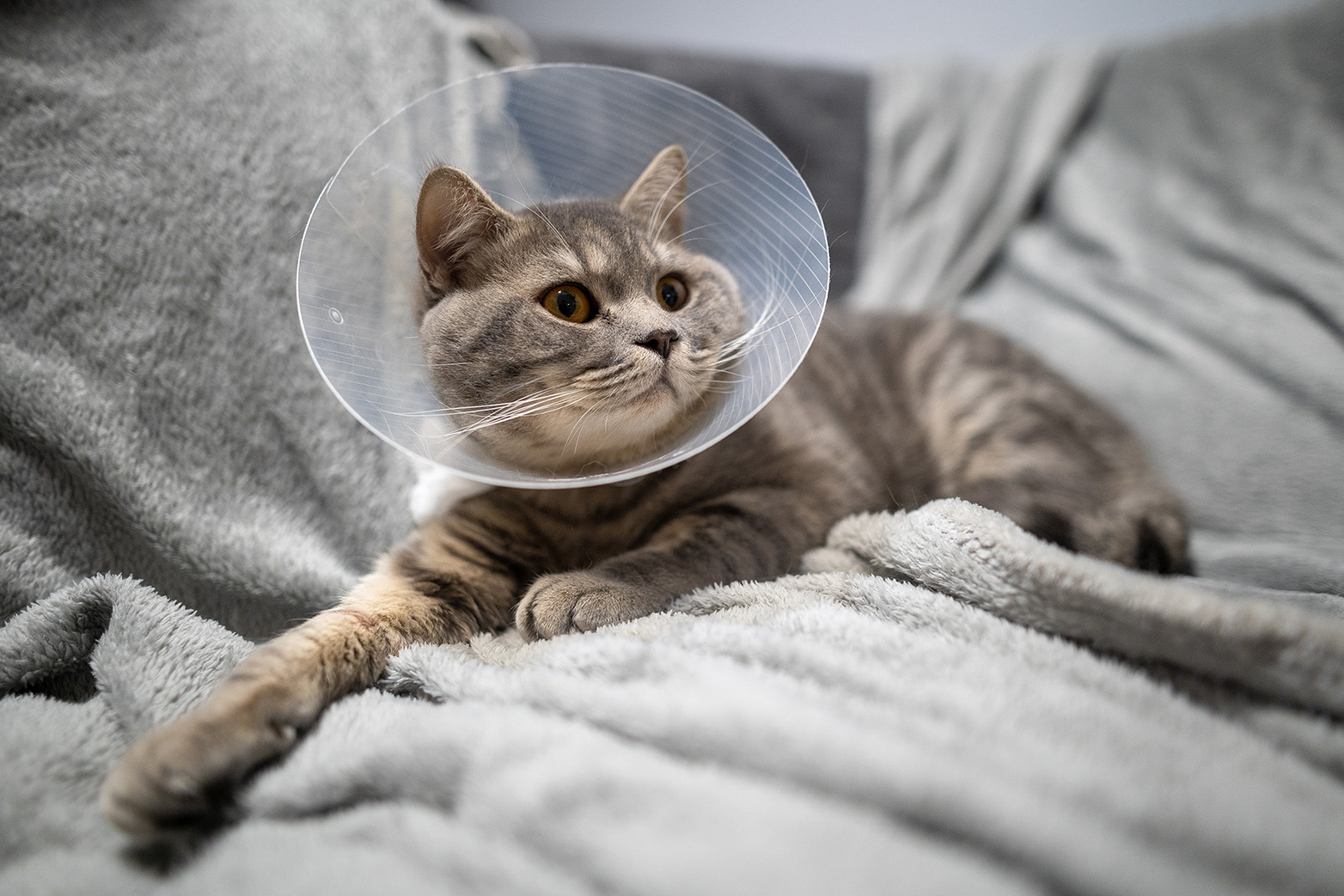 Tired cat resting on a couch at home while wearing a protective recovery collar after surgery